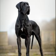 RUBEN Perseidy Kasjopei FCI