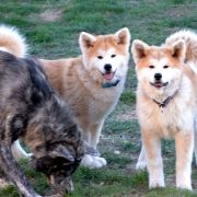 KAGAMI Go Akai Kitsune