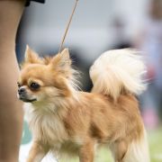 DANTE Perła Nieporętu 