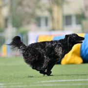 McPotter's Creek's O'HARRA 