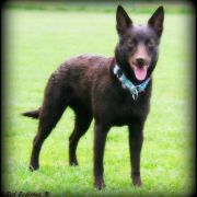 RED DUBLIN Kelpiebrink