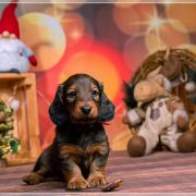 UNGARO Hokus Pokus z Perłowej