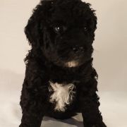 KERRERA Pies de Perro (FCI)
