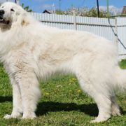 HENRY YAKOGOR POLINI DU VAL DE MONTSERRAT