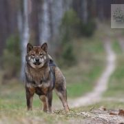 Fudzisan Baio Ikeoku 