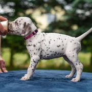 BÓJKA z Łaciatej Krainy 