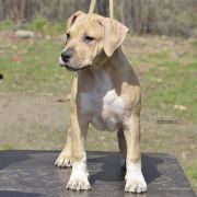 BRONSON ROCKET BABE FCI 