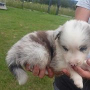 Diger Jodłowy Border