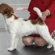 KIRA Lubelski Tropiciel FCI