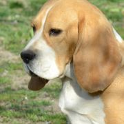 INFANTA ISABELLA DARLING JOY