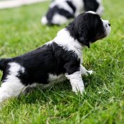 Learned Arwen from Fellowship Of The Ring