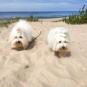 AURA Lwie Serce z Międzylesia