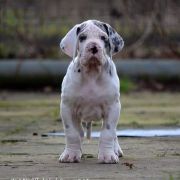 KAJUSZ Athel Loren 