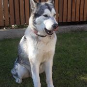 Arctic Melody (FCI) Silver Star