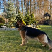 AMIRA Defensive Polyin FCI