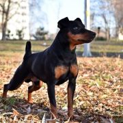 Graceaurum Black King