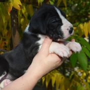 SATUREJA Czar Olbrzyma