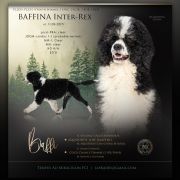 BAFFINA Inter-Rex