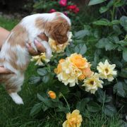 Xander Ex imo Corde (FCI)