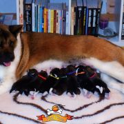 MOLLY Rancho Amerdog