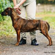 ABI z Wierzchowskich Gór Smolnych 