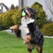 CH. Pl. Bella Kajtkowe Sny