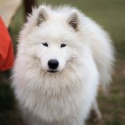 ORMUZ MOMO The Glow Of The Snowy Star