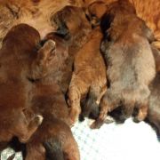 Czerwone Szczeniaki Mastifa Tybetańskiego