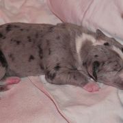 THORIN Czar Olbrzyma