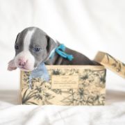 MOON DOT Zealous Heart 