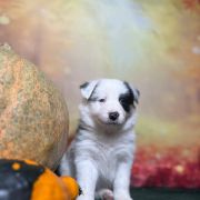 LABUBU Zwinne Serca (FCI)