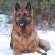 Orsay vom Trojangold 