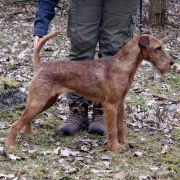 FRYGA Sfora Nemroda 4