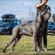 WINCHESTER Margarejro FCI