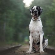 BEST CHOICE L'Odo Harmypatz