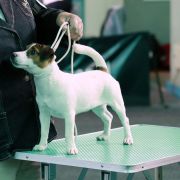 Heaven Akademia Pana Jacka FCI