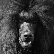 INKYSTONE JASET ADVENTURE