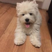 PRINCESSA Złote Aniołki