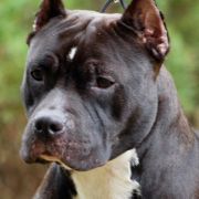 J.Ch.Pl, Ch.BG. LEA Of Cole Elegant