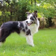 EXTRAORDINARY JEDI SHEPHERD 