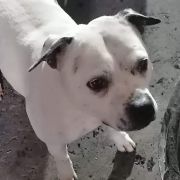 BEE SNOW DREAM Moravian Gate Bull 