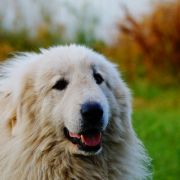 HENRY YAKOGOR POLINI DU VAL DE MONTSERRAT