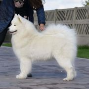 Klajokliu Suo TOUCH OF PINK