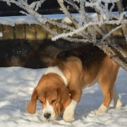 SELESTA'S DREAMS KNOW HOW TO WIN