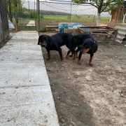 Словацький копов