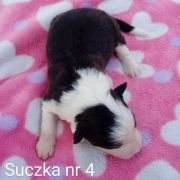 suczka 4
