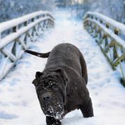 GIULIETTA DEL' BOSCO FOLTO