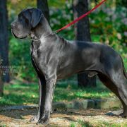 WODAN Margarejro (FCI)