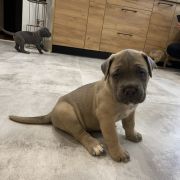 Hades „Heart Hunters „ Night Defenders 