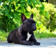 Tekila Carthago Grandis